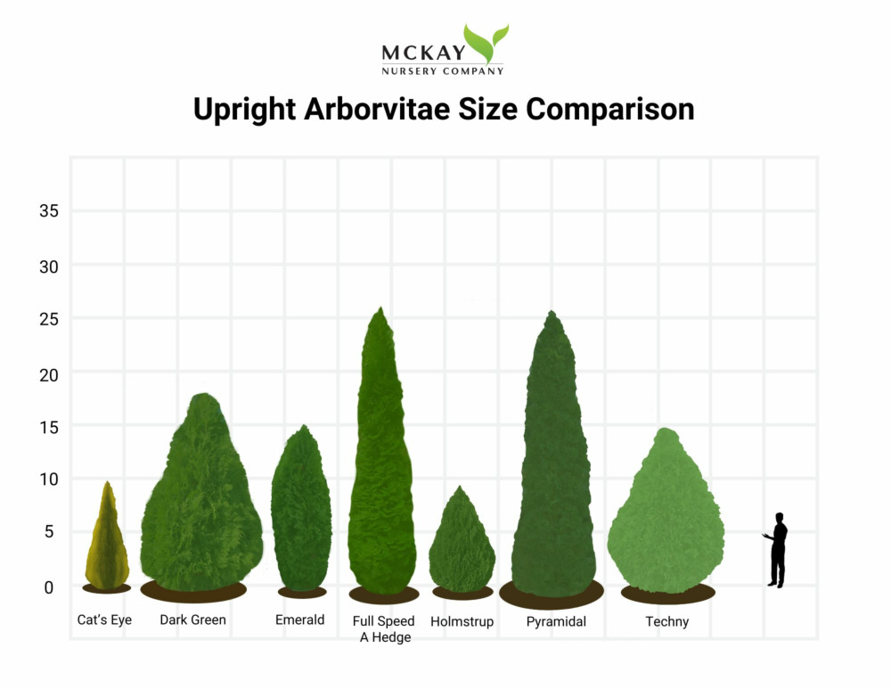 Upright Arborvitae Size Chart