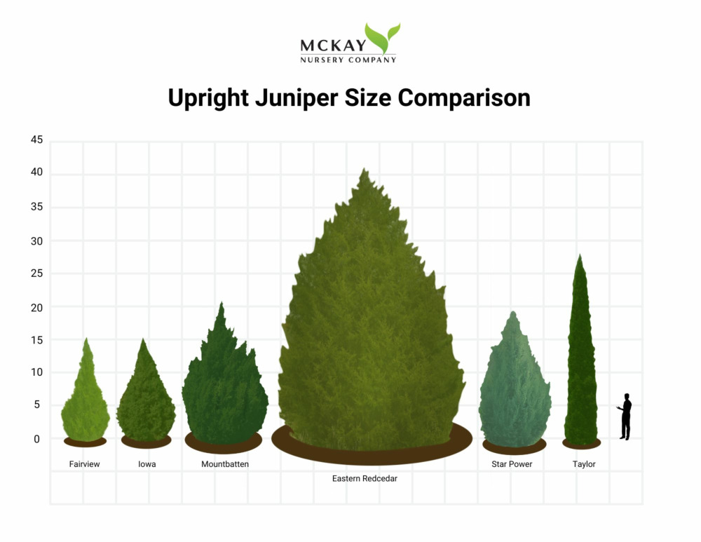 Upright Juniper Size Chart