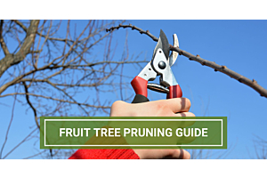 Our Pruning Guide For Fruit Trees, Shrubs and Shade Trees