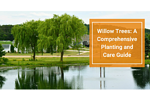 Willow Trees: A Comprehensive Care Guide