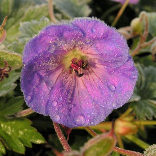 Long-Blooming Flowers