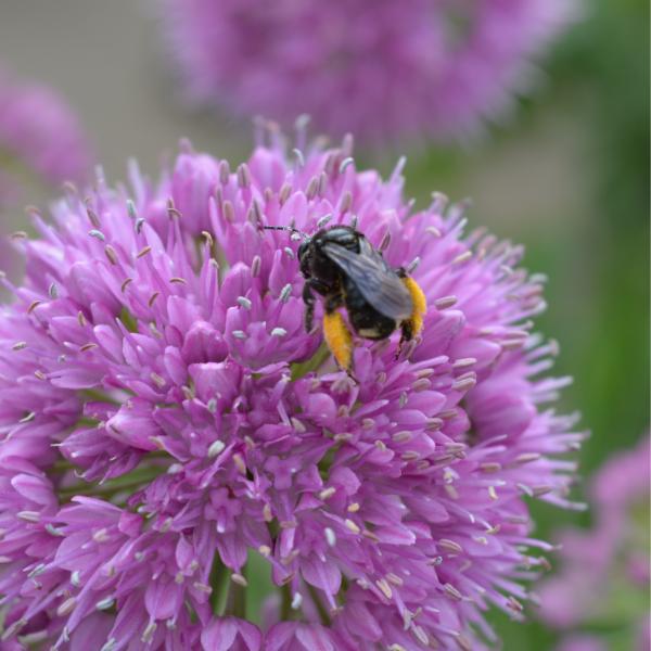 Pollinator Gardens