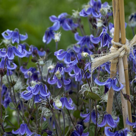 Stand By Me Clematis blue bell-shaped flowers