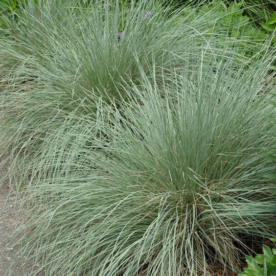 Blue Oat Grass clump