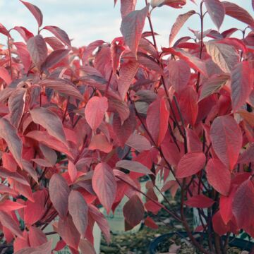 Arctic Fire® Dogwood