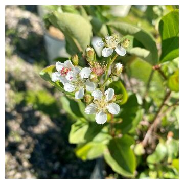 Low Scape Hedger® Chokeberry