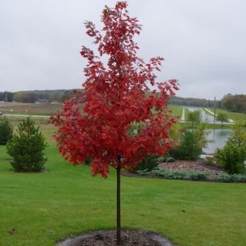 Autumn Blaze® Maple