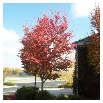 Autumn Brilliance® Tree Form