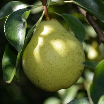 Bartlett Semi-Dwarf Pear