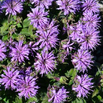 Blue Moon Bee Balm