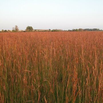 Big Bluestem Grass