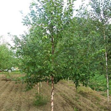 River Birch Single