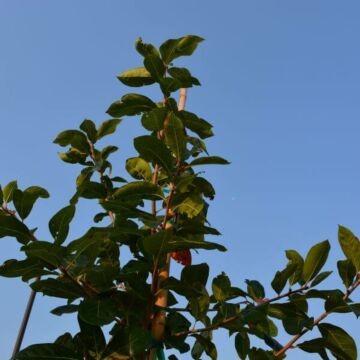 Majestic Black Gum