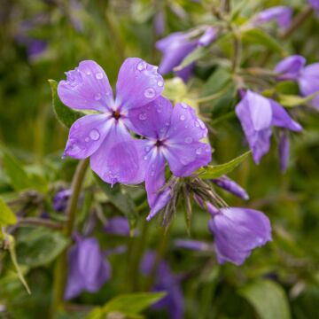 Blue Moon Woodland Phlox