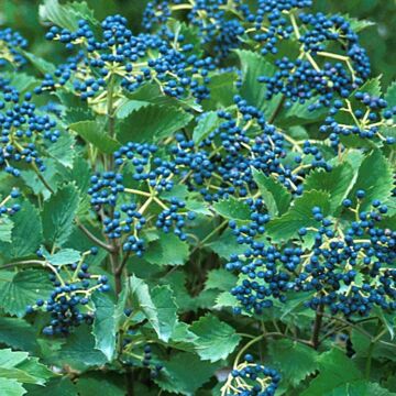 Blue Muffin® Viburnum