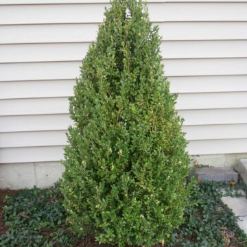 Green Mountain Boxwood