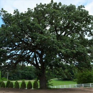 Bur Oak