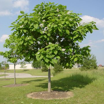 Northern Catalpa