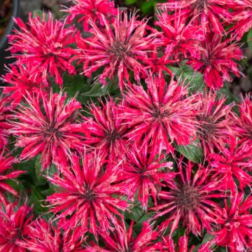 Cherry Pops Bee Balm