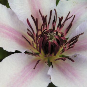 Nelly Moser Clematis