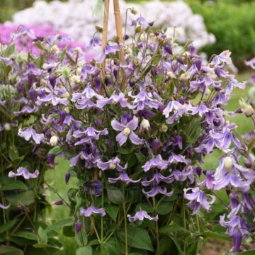 Stand by Me Lavender Bush Clematis