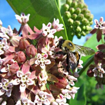 Common Milkweed