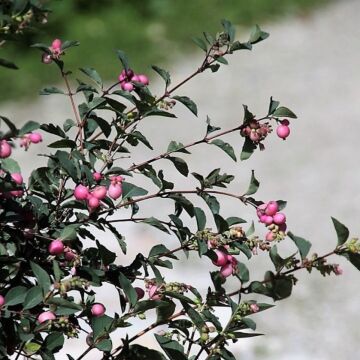 Magic Berry Coralberry