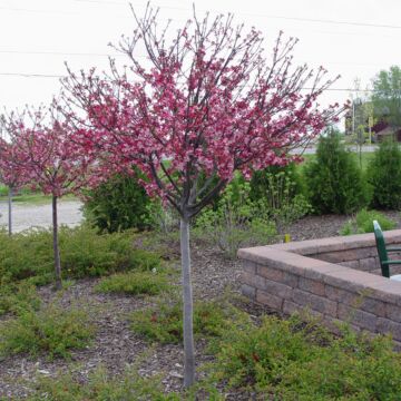 Coralburst® Crabapple