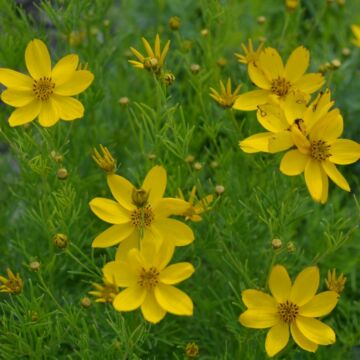 Coreopsis Zagreb