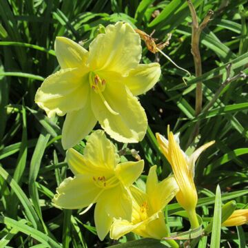 Happy Returns Daylily