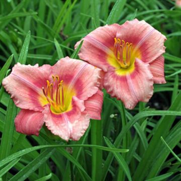 Rosy Returns Daylily