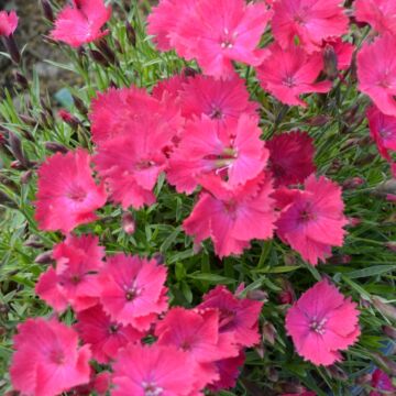 Vivid Bright Light Dianthus