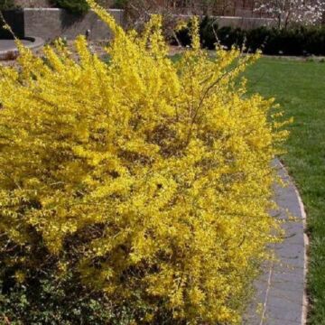 Gold Tide® Forsythia