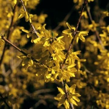 Sunrise Forsythia