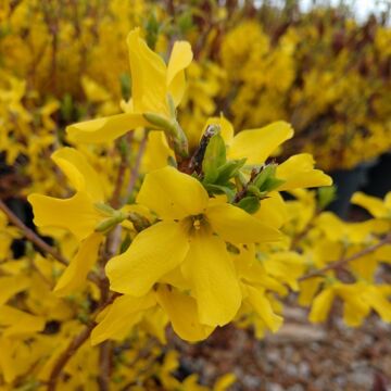 Fiesta Forsythia