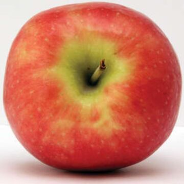 Semi-Dwarf Freedom Apple