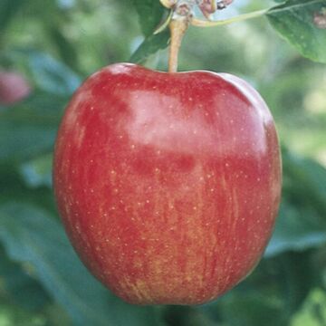 Semi-Dwarf Gala Apple