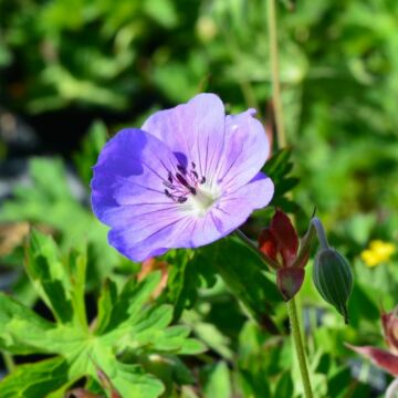 Rozanne Geranium