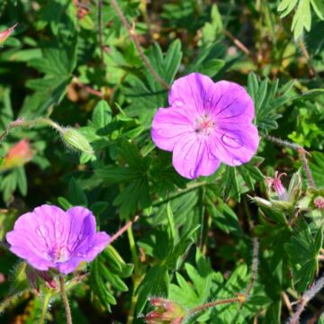 Tiny Monster Geranium