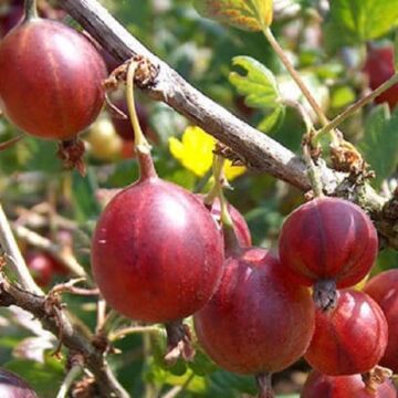 Hinnomaki Red Gooseberry