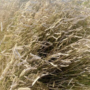 Blonde Ambition Blue Grama Grass