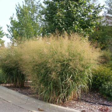 Heavy Metal Switchgrass