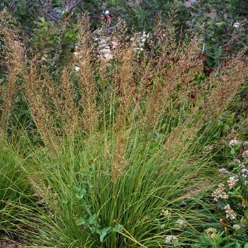 Prairie Dropseed