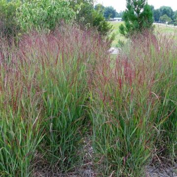 Shenandoah Red Switchgrass