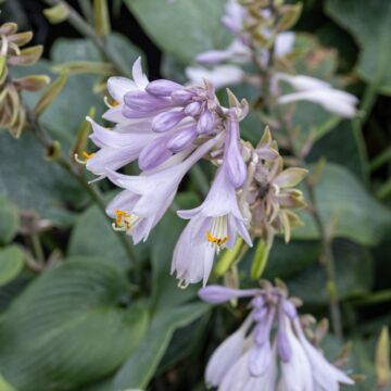 Halcyon Hosta