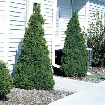 Holmstrup Arborvitae