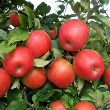 Semi-Dwarf Honeycrisp Apple