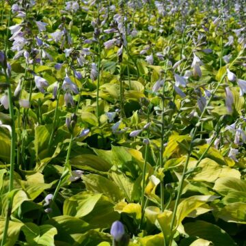 August Moon Hosta