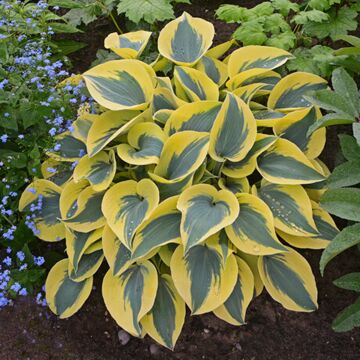 Autumn Frost Hosta