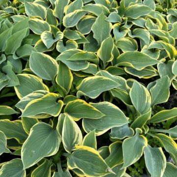 First Frost Hosta